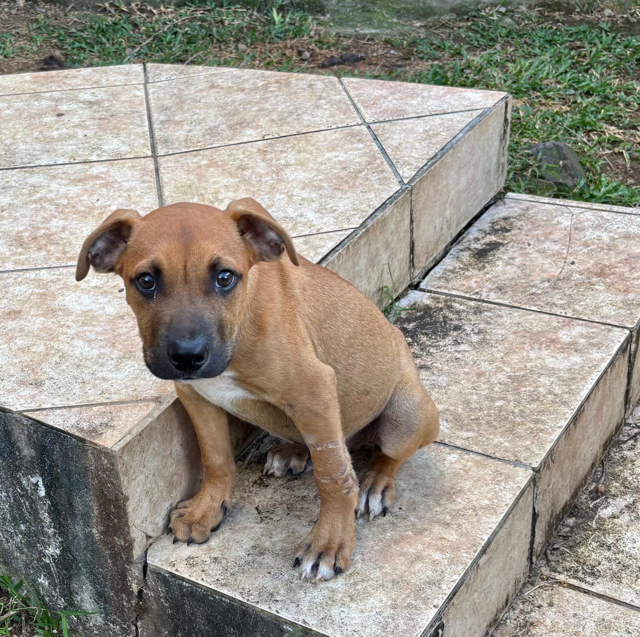 Chiens à adopter